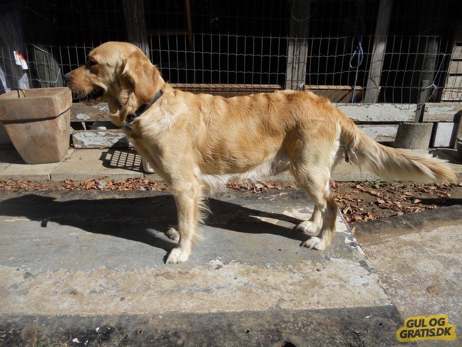 Golden retriever Max - Mor Maja billede 5