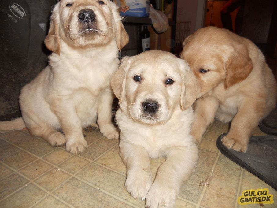 Golden retriever Max - Søskende, måske Max billede 6