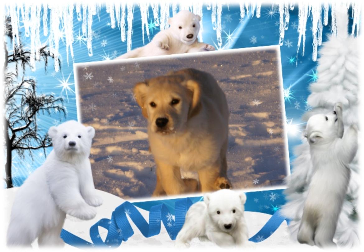 Golden retriever Max billede 7