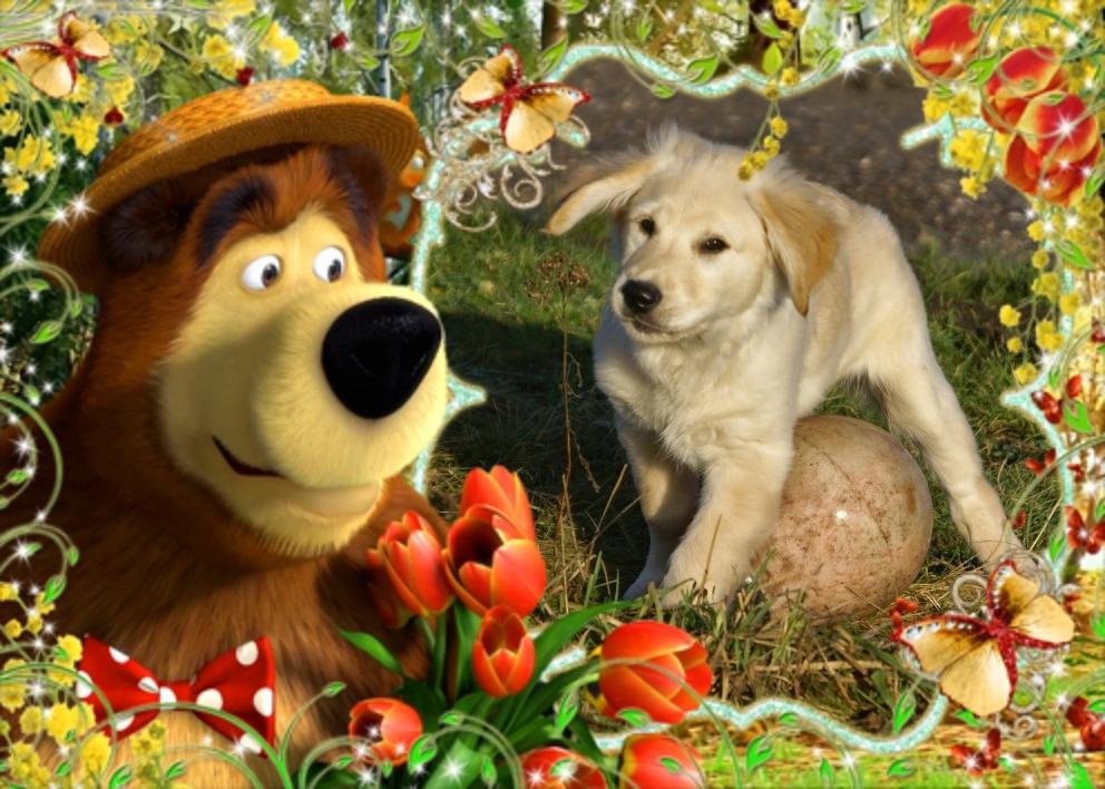 Golden retriever Max billede 8