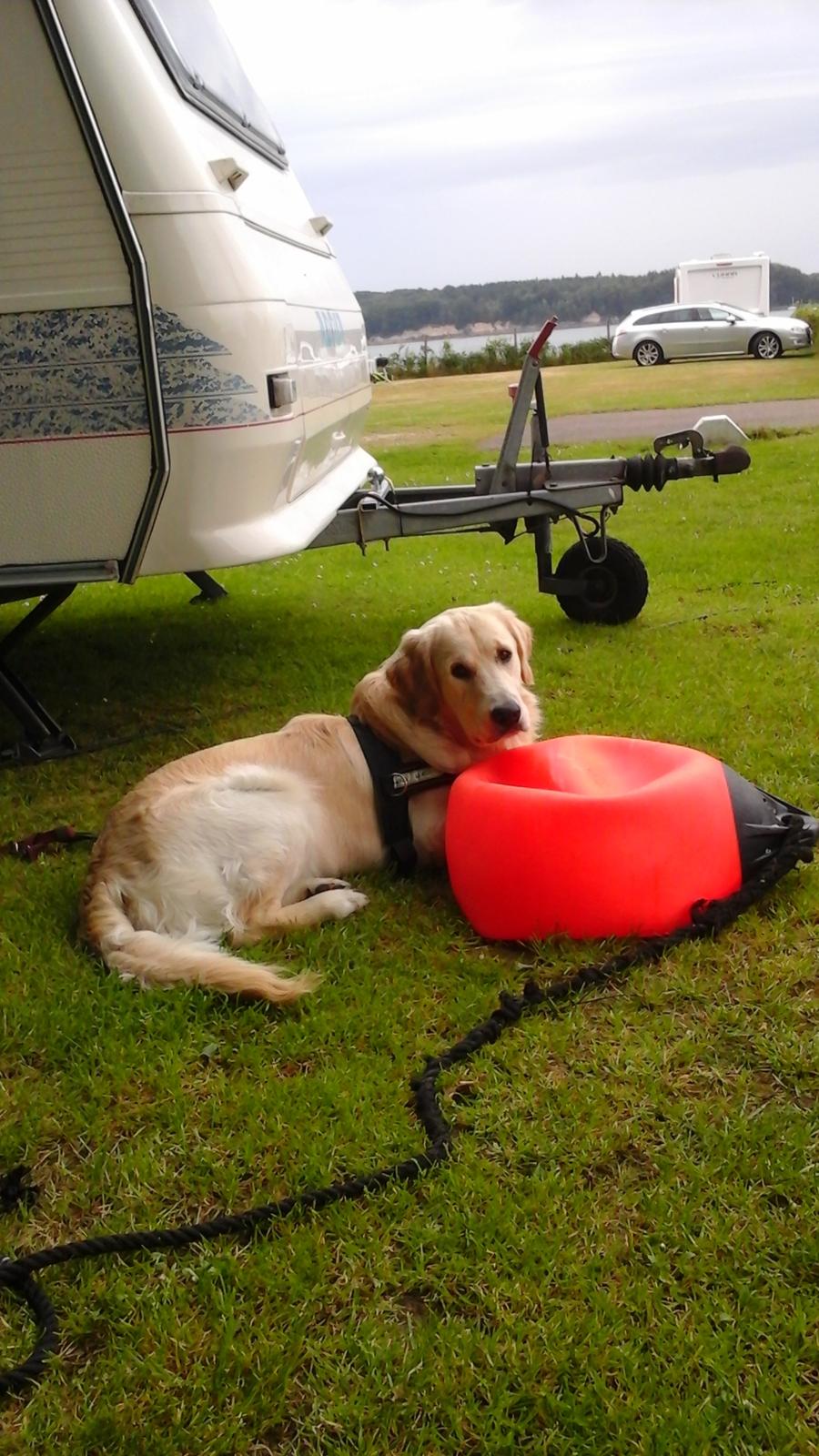 Golden retriever Max - Camping billede 10