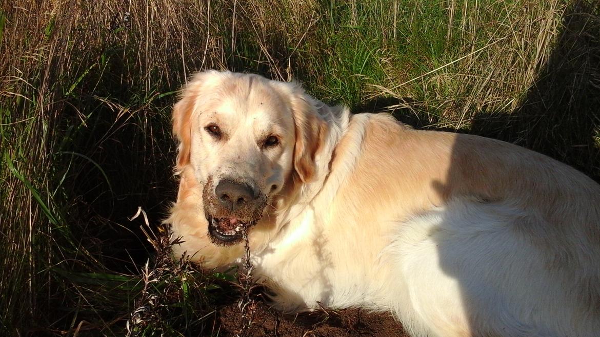 Golden retriever Max billede 11