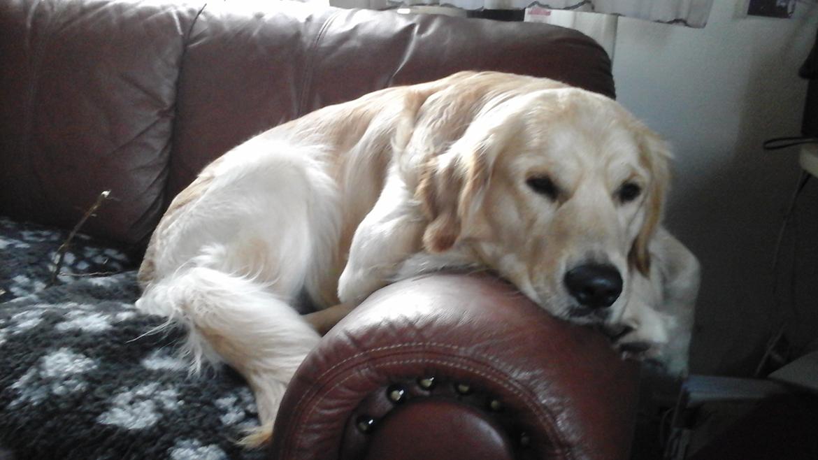 Golden retriever Max billede 12