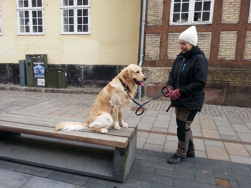 Golden retriever Max - Bytur med hundetræning billede 13
