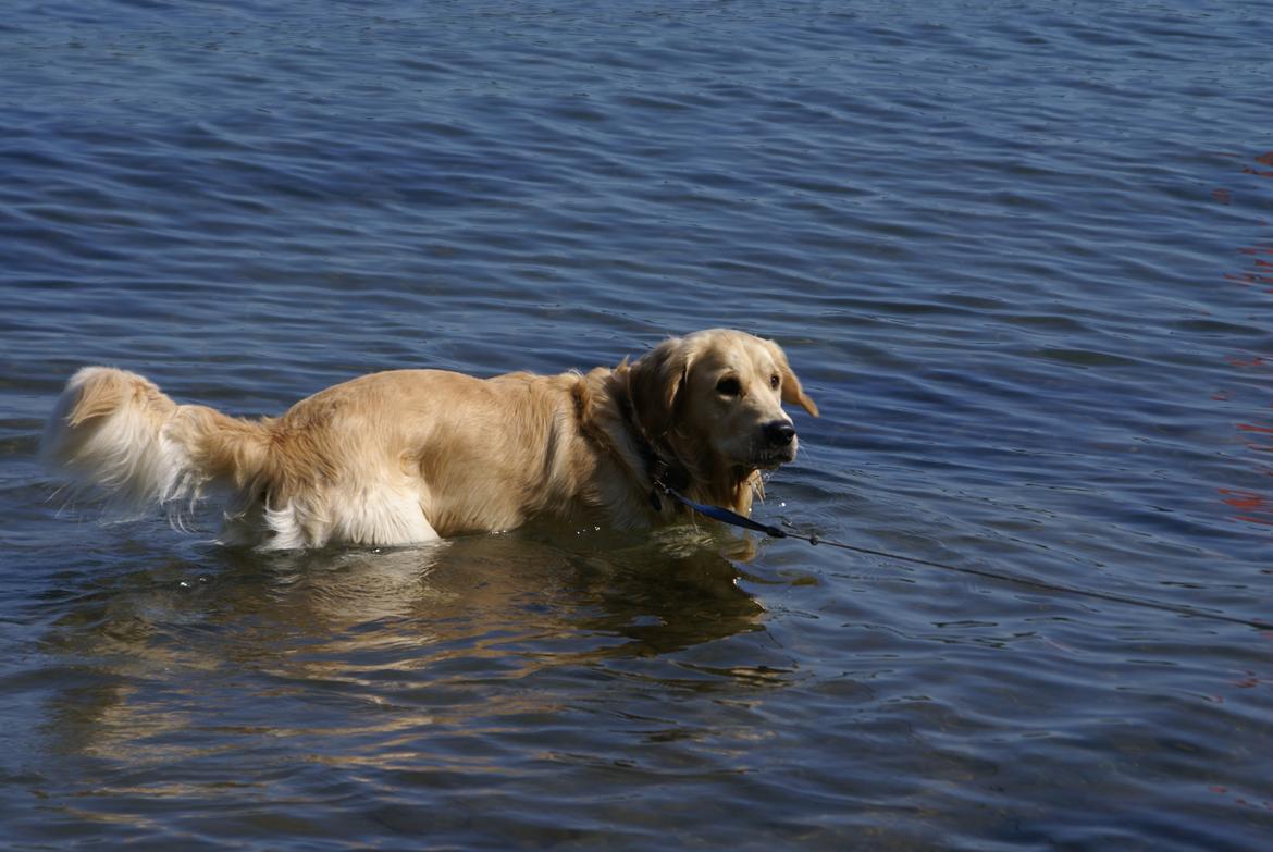 Golden retriever Max billede 14