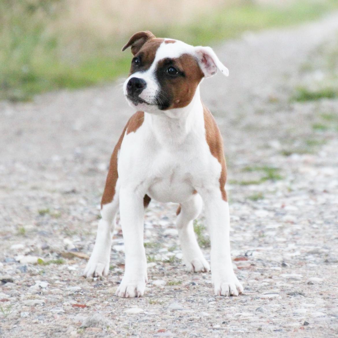 Staffordshire bull terrier * QT * billede 11