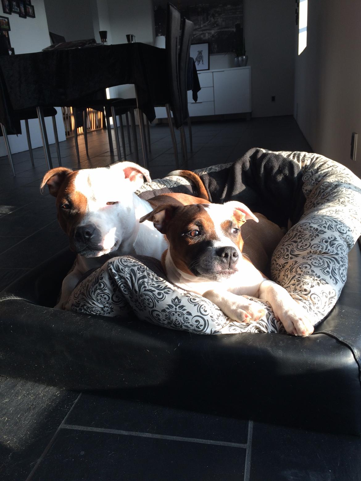 Staffordshire bull terrier * QT * billede 13