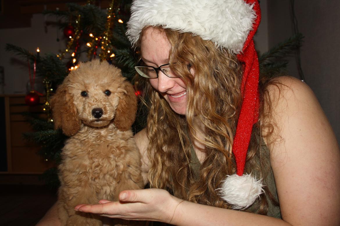 Dværgpuddel Nahla - Nahla´s første jul år 2015 billede 4