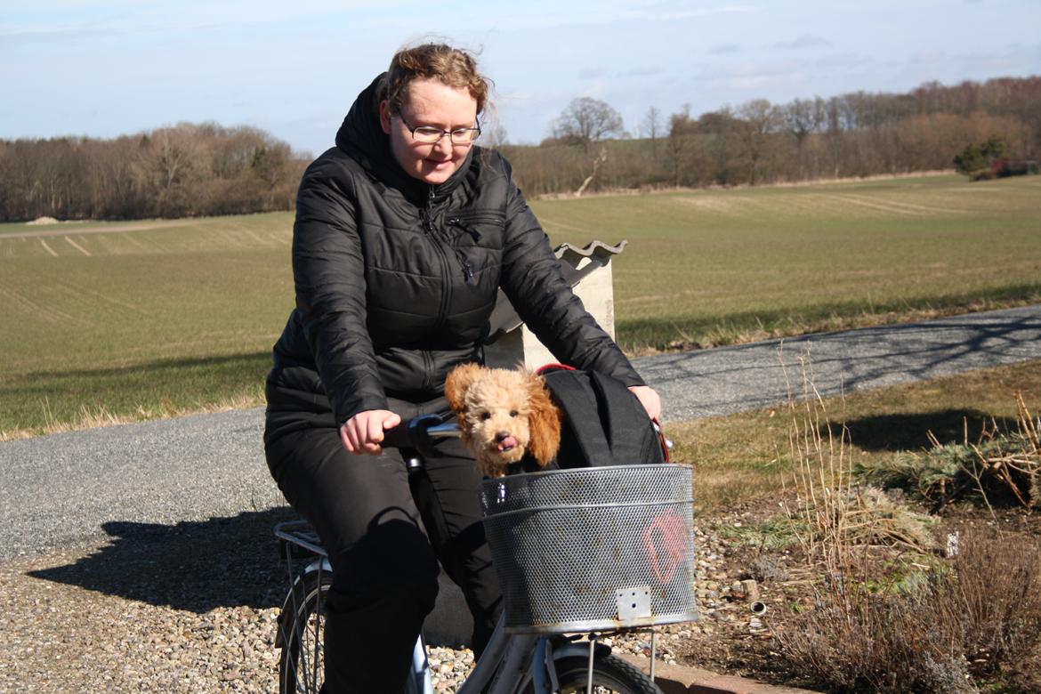 Dværgpuddel Nahla - Nahla med ude og cykle billede 2