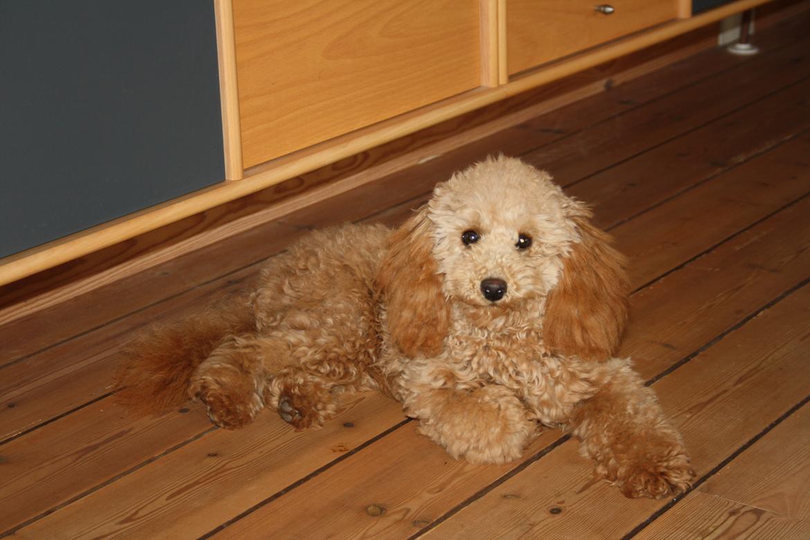 Dværgpuddel Nahla billede 3