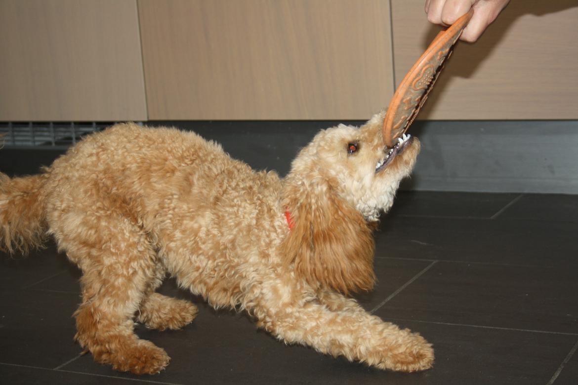 Dværgpuddel Nahla - Vi leger med frisbee billede 5