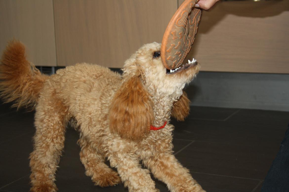 Dværgpuddel Nahla billede 6