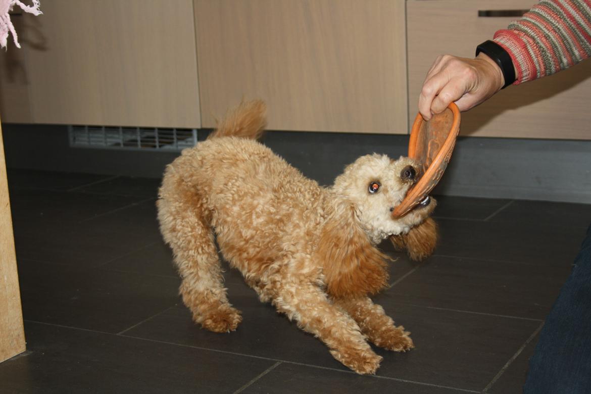 Dværgpuddel Nahla billede 7