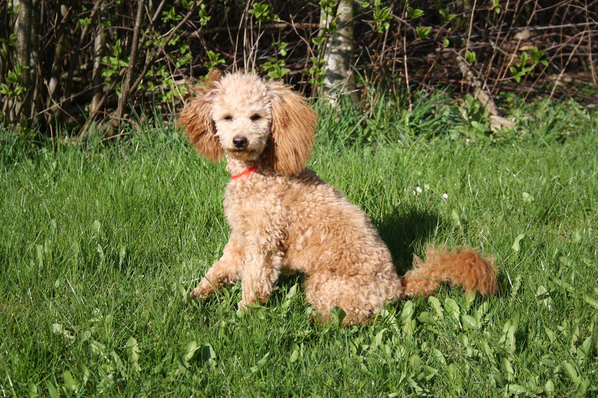 Dværgpuddel Nahla billede 8