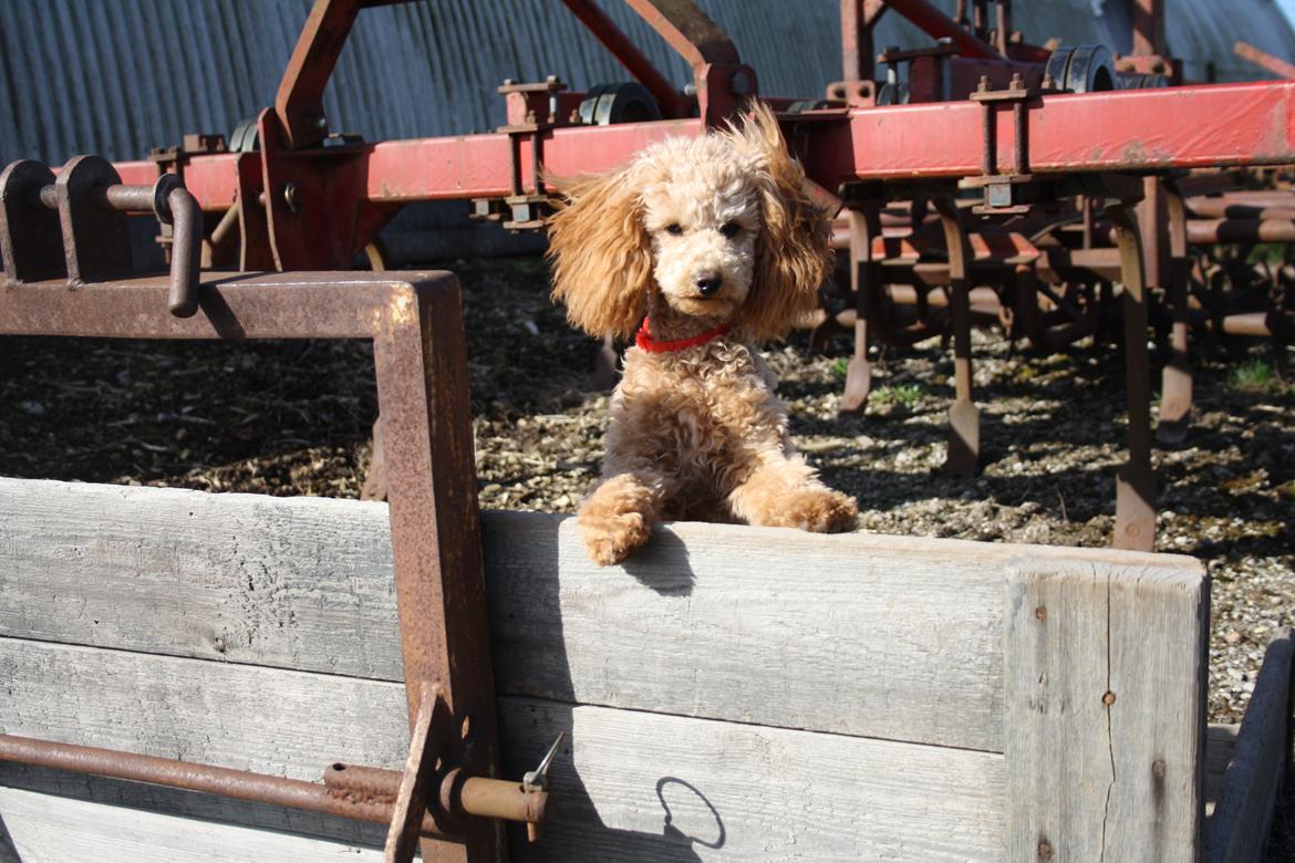 Dværgpuddel Nahla billede 9
