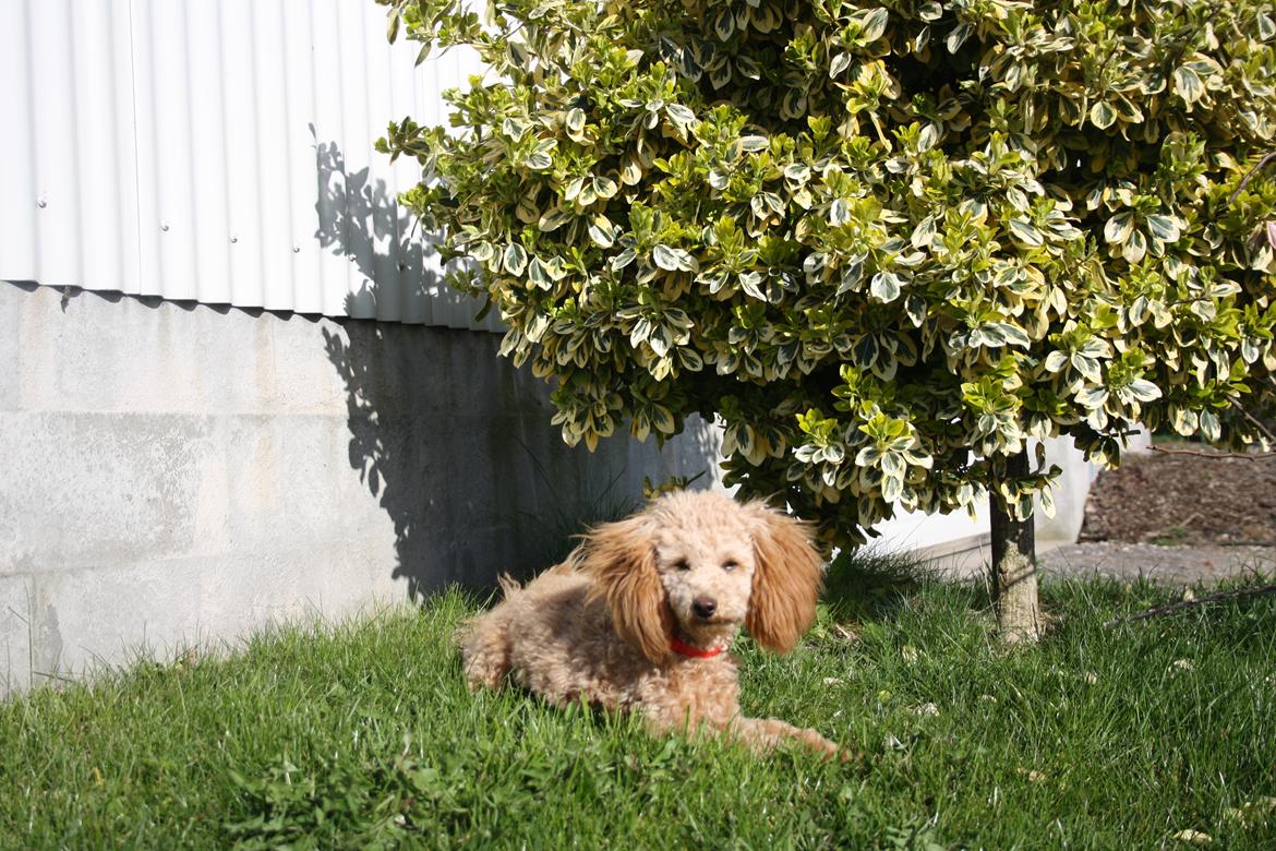 Dværgpuddel Nahla billede 11