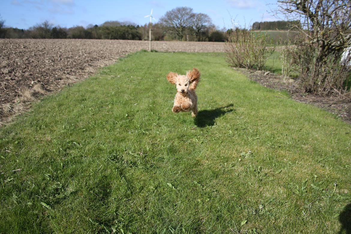 Dværgpuddel Nahla - Ude og løbe på mine forældres græsplæne. I fuld galop hen til MIG :D billede 10