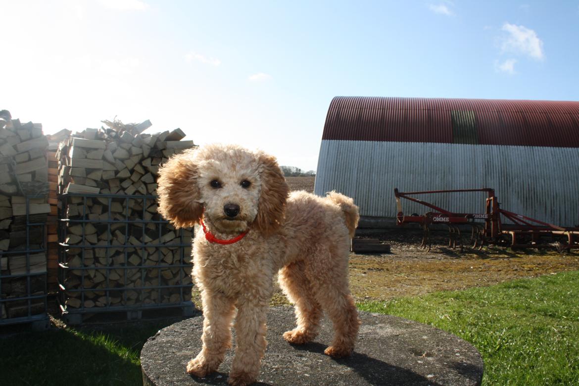 Dværgpuddel Nahla billede 12