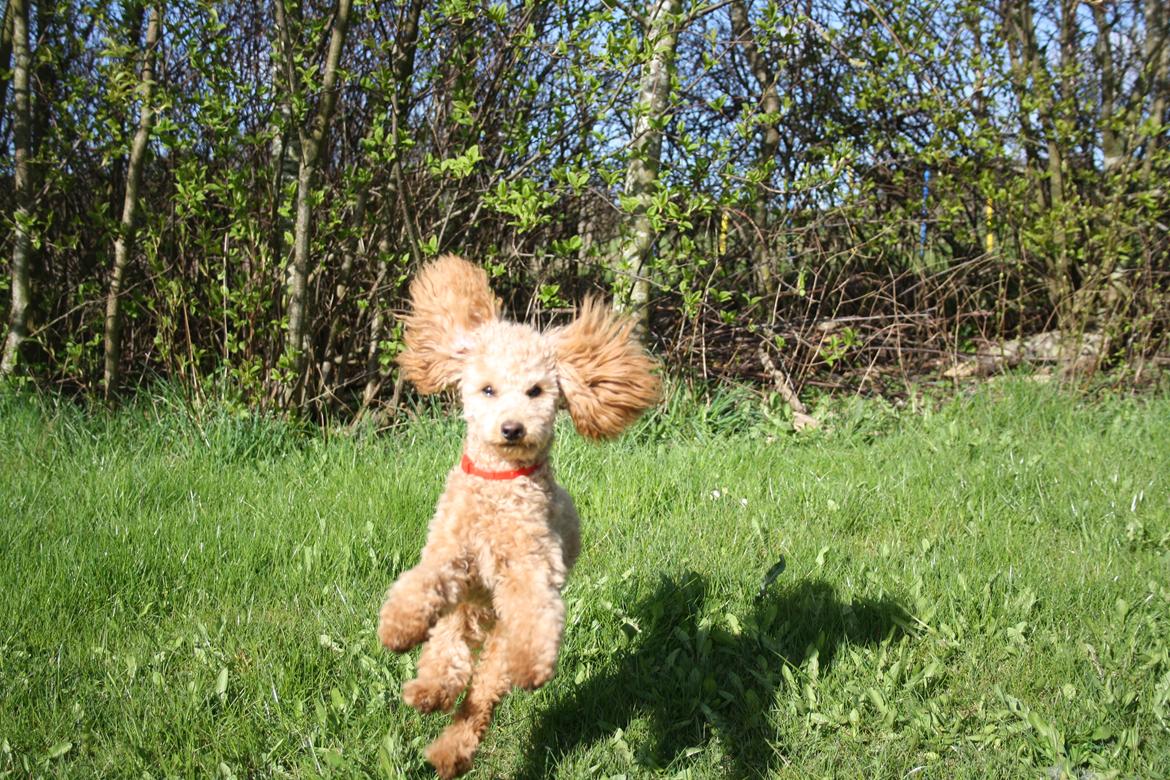 Dværgpuddel Nahla - I et sjovt hop hen til mig :) billede 1