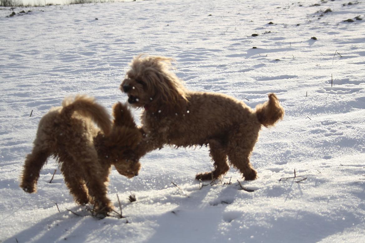 Dværgpuddel Nahla - Ude og lege med Nuggi i sneen(vinteren 2015-16) billede 13