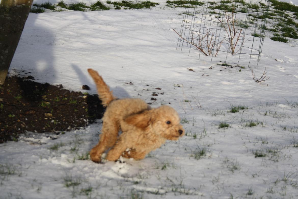 Dværgpuddel Nahla - Der er fart på !  billede 14