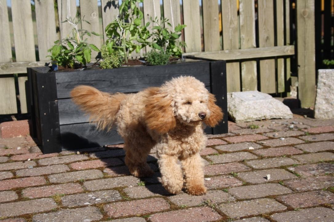 Dværgpuddel Nahla billede 15