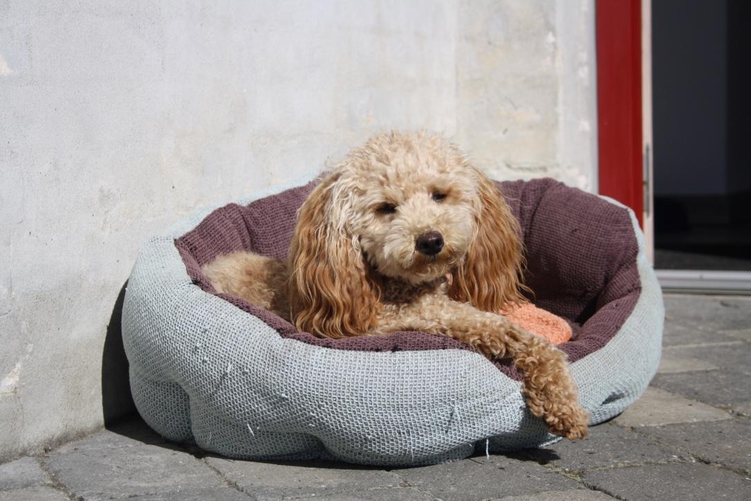 Dværgpuddel Nahla billede 18