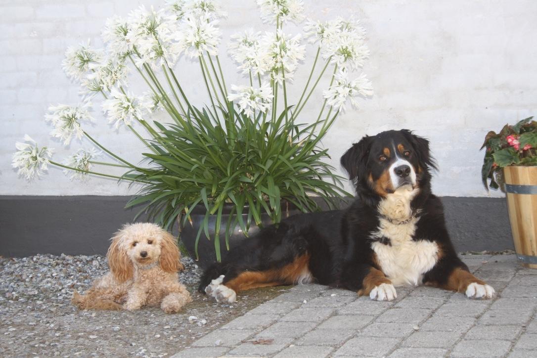 Dværgpuddel Nahla - Nahla og Gladys. Gladys er en Berner Sennen som vi passer ind i mellem billede 17