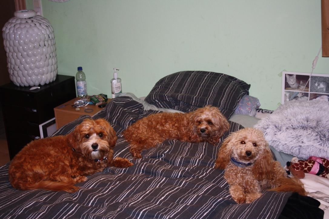 Dværgpuddel Nahla - Fra venstre Scott(Nuggi´s hvalp) som vi passer, i midten Nuggi og til højre Nahla billede 16