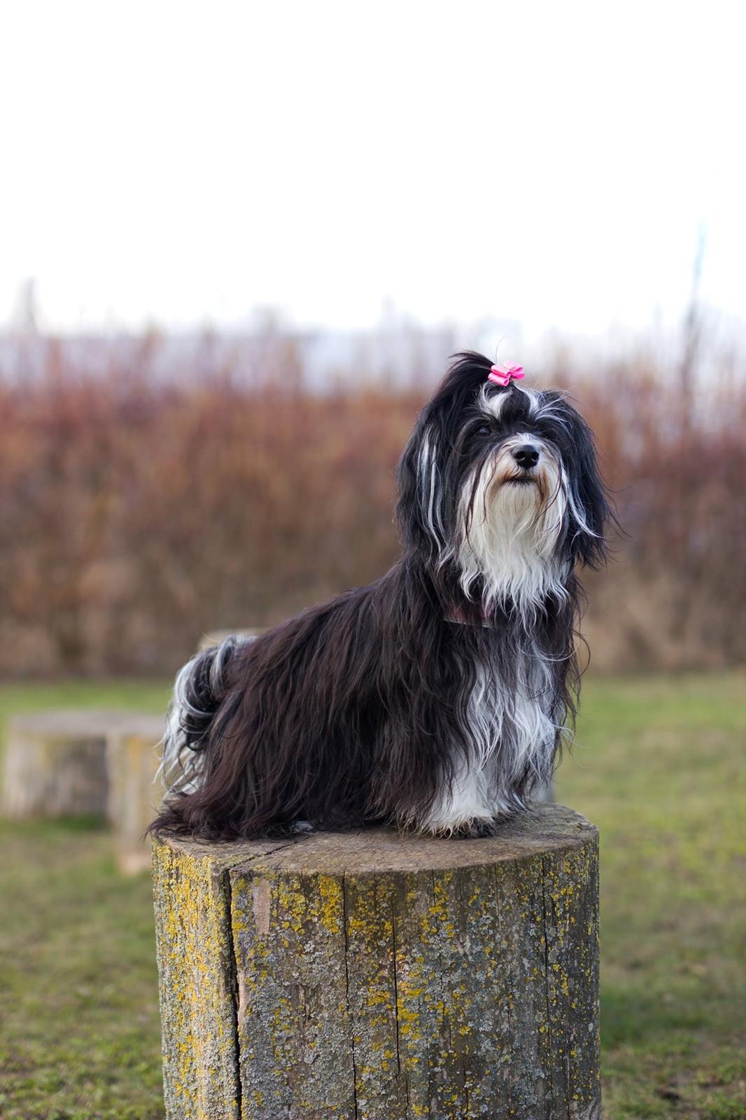 Bichon havanais Meggie billede 1