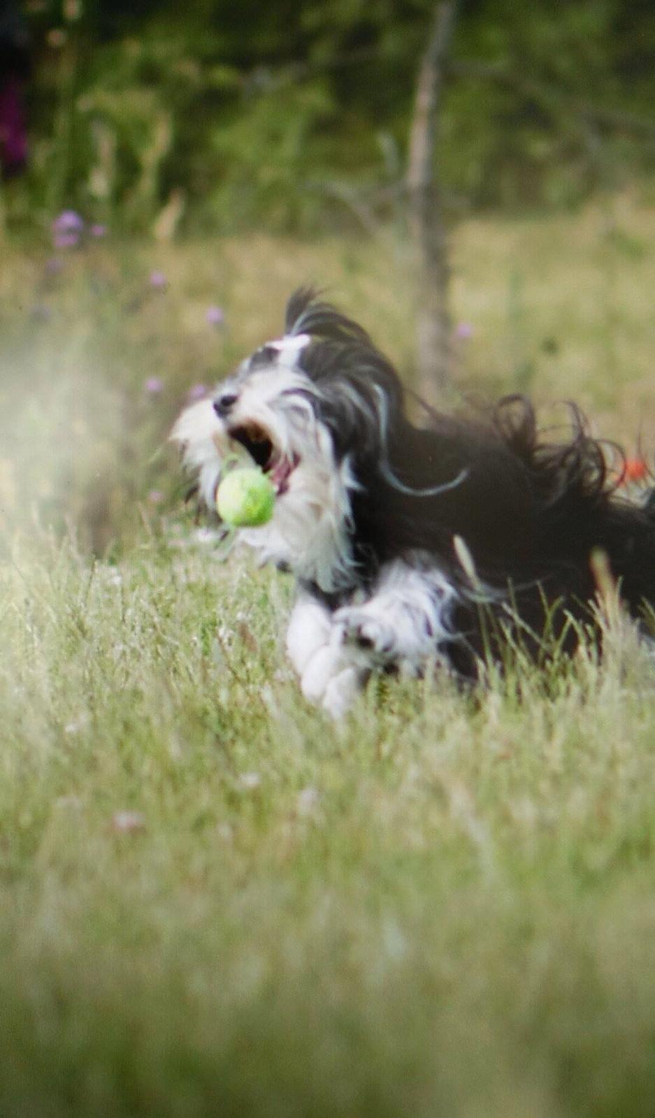 Bichon havanais Meggie billede 2