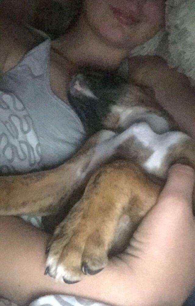 Boxer Nellie billede 2