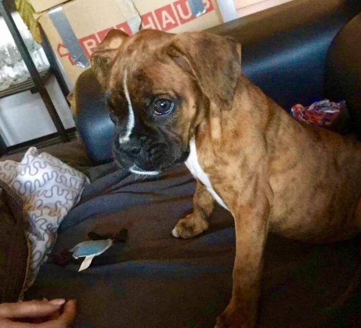 Boxer Nellie billede 4