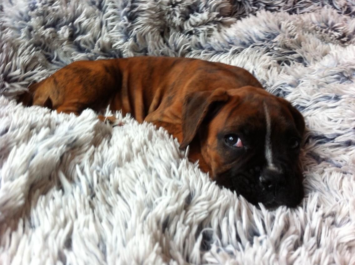 Boxer Nellie billede 5