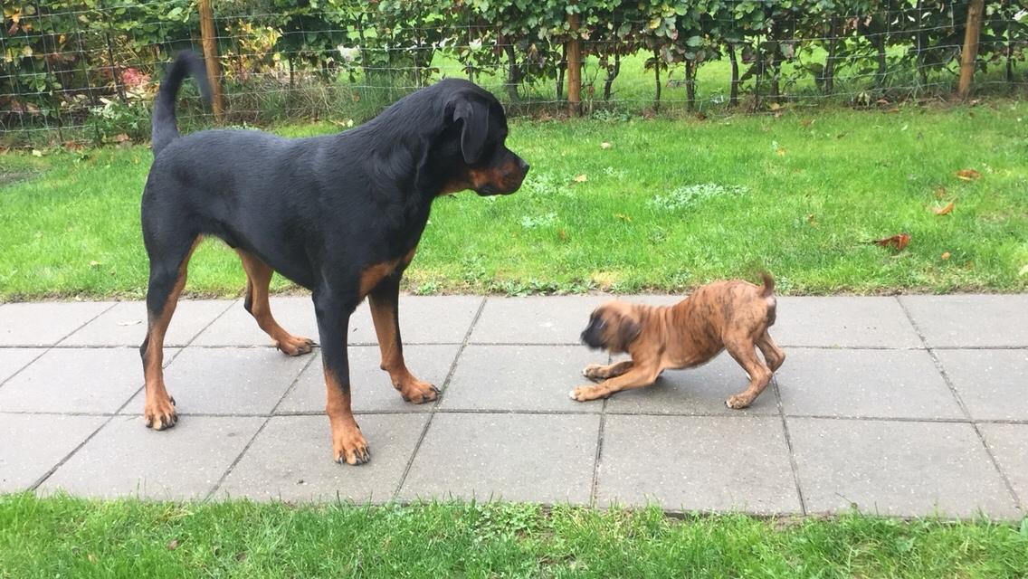 Boxer Nellie billede 6