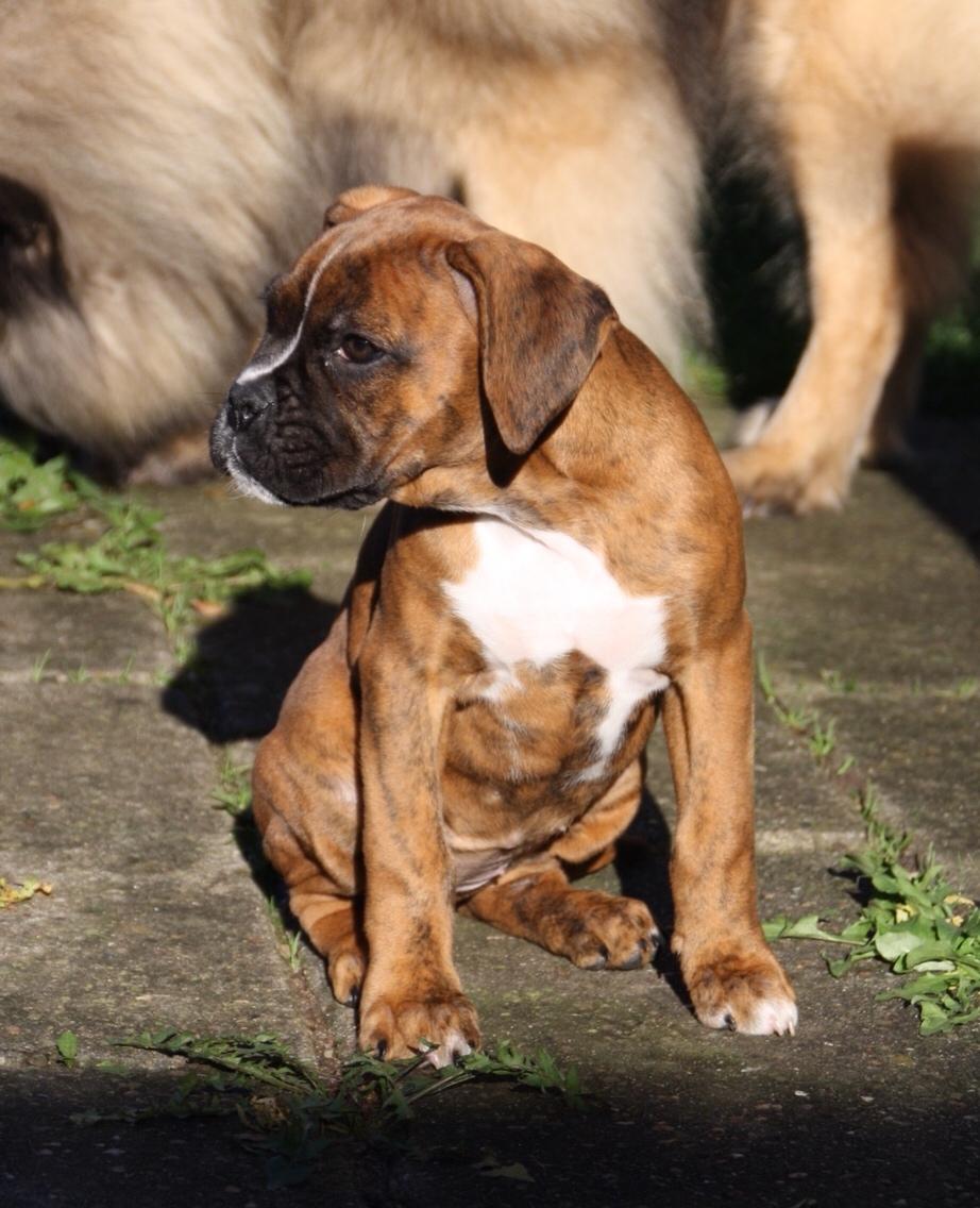 Boxer Nellie billede 7