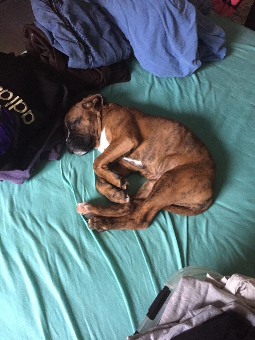 Boxer Nellie billede 8