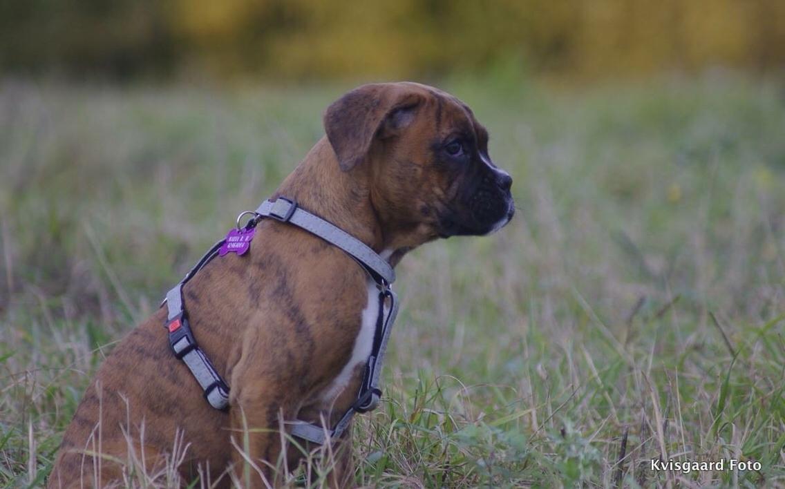 Boxer Nellie billede 10