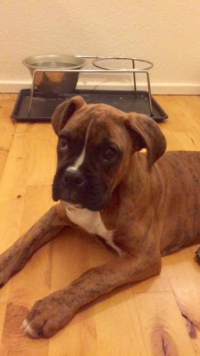 Boxer Nellie billede 11