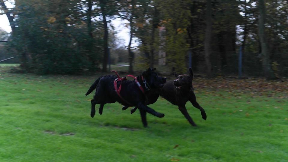 Blanding af racer Jack billede 24