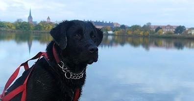 Blanding af racer Jack billede 25