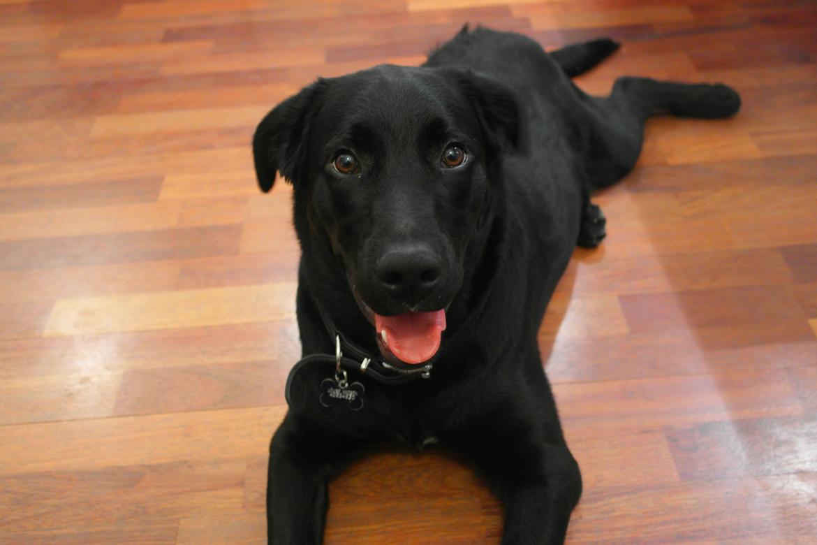 Blanding af racer Jack billede 26