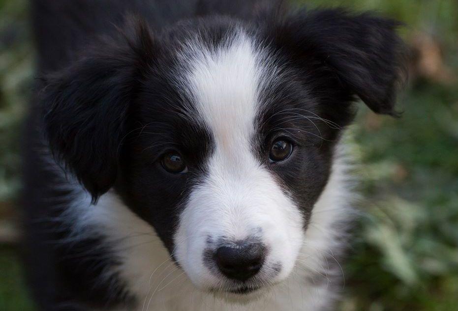 Border collie Chase billede 19