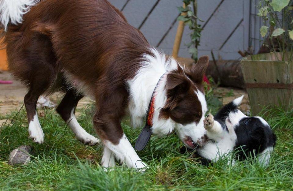 Border collie Chase - Hos opdrætter :) billede 21