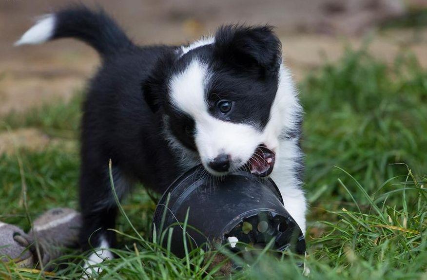 Border collie Chase - Hos opdrætter :) billede 22