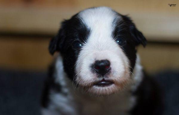 Border collie Chase - Hos opdrætter :) billede 23