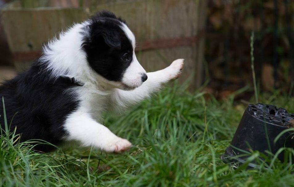 Border collie Chase - Hos opdrætter :) billede 20