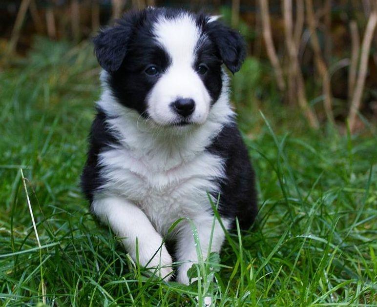 Border collie Chase - Hos opdrætter :) billede 25