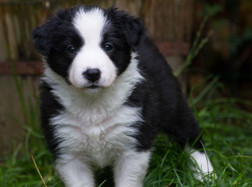 Border collie Chase - Hos opdrætter :) billede 26