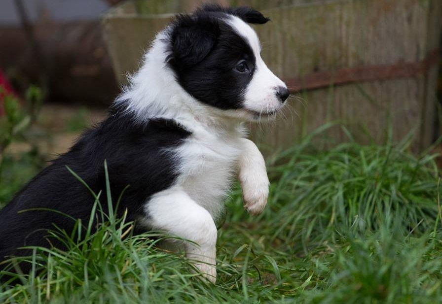 Border collie Chase - Hos opdrætter :) billede 24